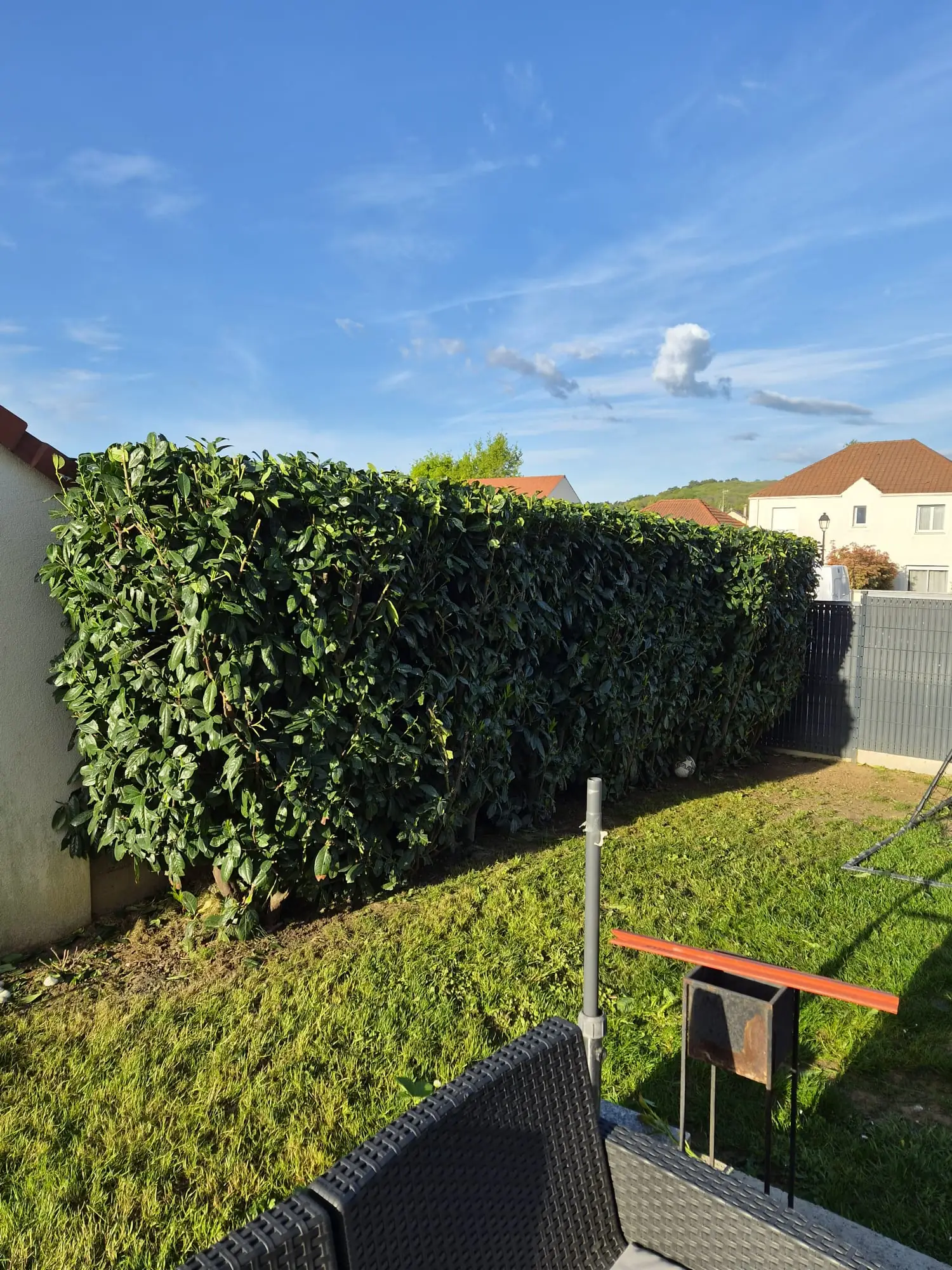 Haie de lauriers taillée droite au fond d’un jardin (photo de chantier ALP Jardin)