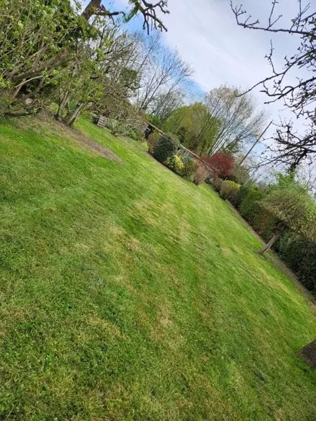 Jardin naturel avec plantes locales en Essonne